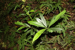 Elaeocarpus kirtonii