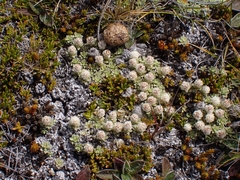Raoulia parkii