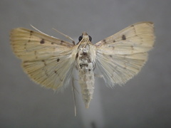 Herpetogramma hipponalis
