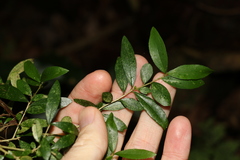 Pittosporum lancifolium