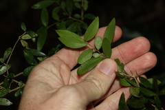 Pittosporum lancifolium