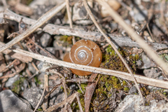 Morlina glabra