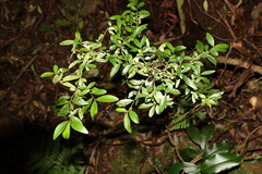Pittosporum lancifolium