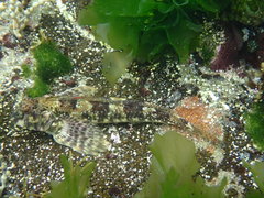 Lepidoblennius