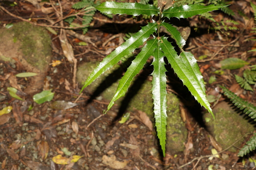 Akania bidwillii (Akania bidwillii)