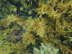 Cystophora pectinata