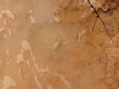 Triops australiensis