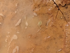 Triops australiensis