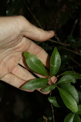 Acronychia suberosa