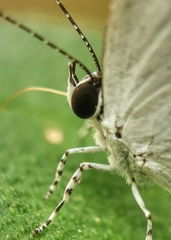 Neopithecops zalmora zalmora