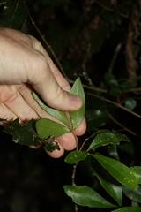 Acronychia suberosa