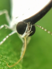 Neopithecops zalmora zalmora