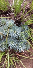 Psammotropha mucronata