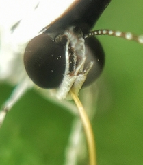 Neopithecops zalmora zalmora