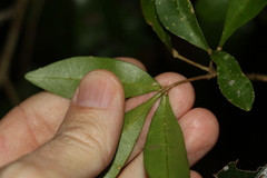 Acronychia suberosa