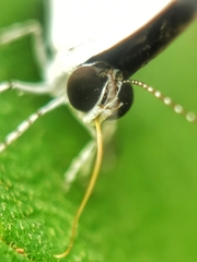 Neopithecops zalmora zalmora