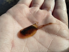 Lepidurus apus lubbocki