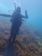 Cystophora moniliformis