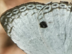 Neopithecops zalmora zalmora