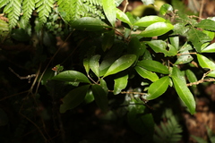Acronychia suberosa
