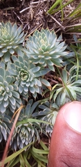 Psammotropha mucronata