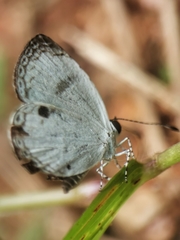 Neopithecops zalmora zalmora