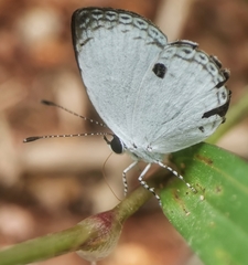 Neopithecops zalmora zalmora