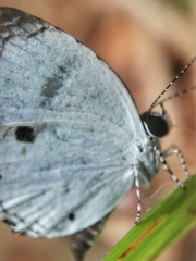 Neopithecops zalmora zalmora