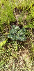 Psammotropha mucronata