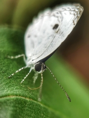 Neopithecops zalmora zalmora