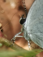 Neopithecops zalmora zalmora