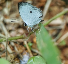 Neopithecops zalmora zalmora