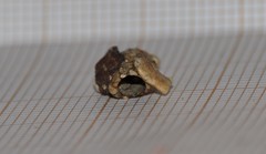 Goeridae