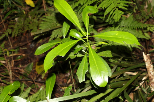 Image of Halfordia kendack by (c) Greg Tasney, some rights reserved (CC BY-SA)