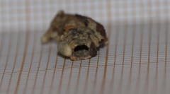 Goeridae