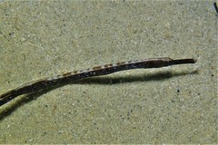 Mitotichthys meraculus