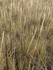 Festuca contracta