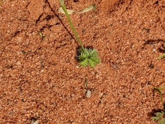 Dactyloctenium radulans