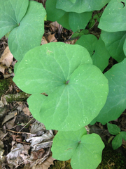 Jeffersonia diphylla