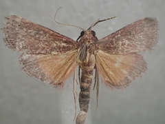 Metallarcha