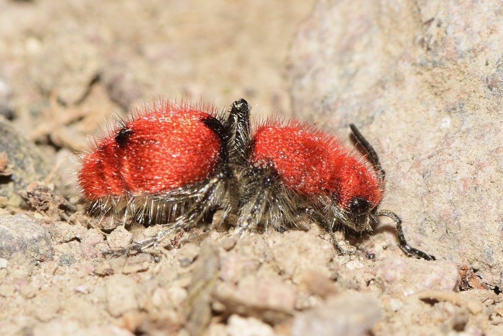 Dasymutilla erythrina
