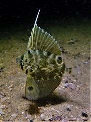 Metavelifer multiradiatus