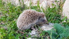 Atelerix algirus