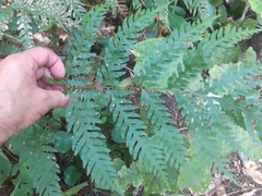 Pteris carsei