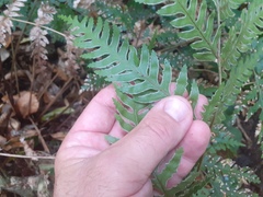 Pteris carsei