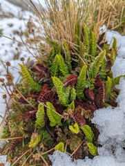 Polystichum mohrioides