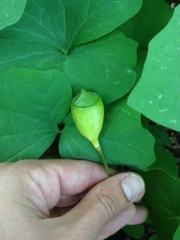 Jeffersonia diphylla