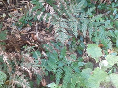 Pteris carsei