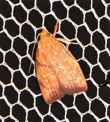 Pycnozancla acribes