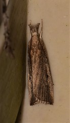Calamotropha